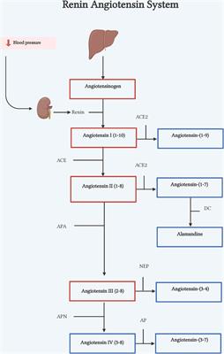 Counter-regulatory RAS peptides: new therapy targets for inflammation and fibrotic diseases?